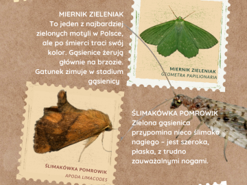 Świecenia nocne w Lesie Łagiewnickim 28.07.2023r., 